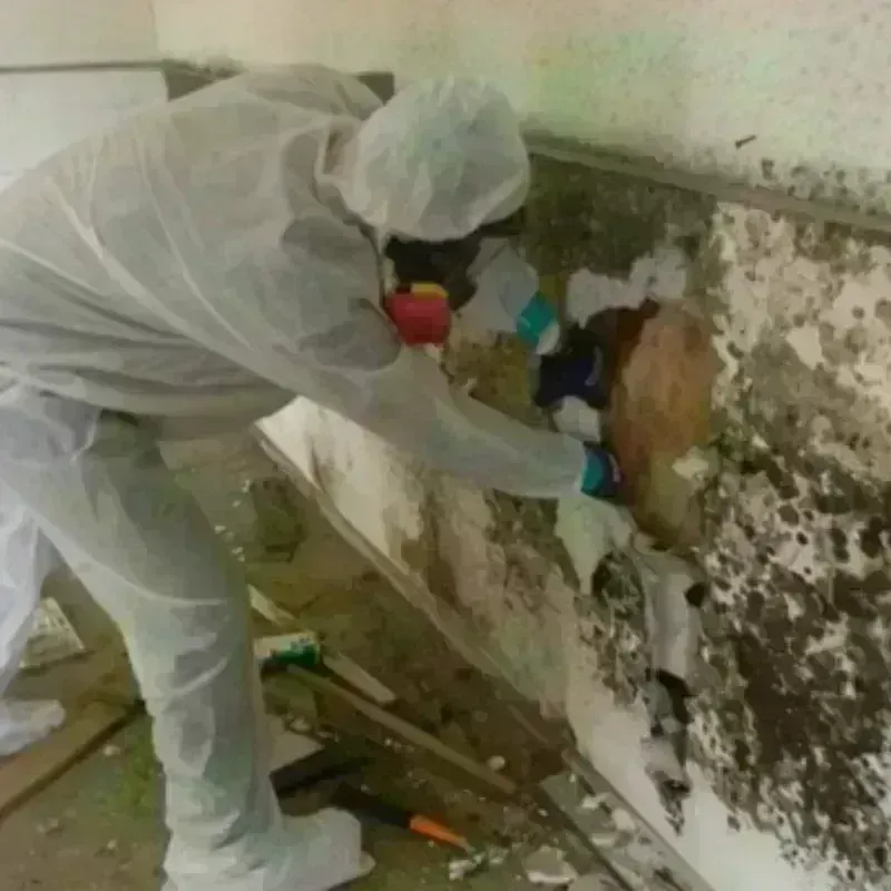 Mold Remediation and Removal in New Castle, PA